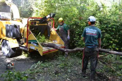 tree services Many Farms